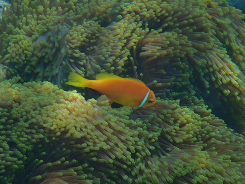 马尔代夫浮潜
